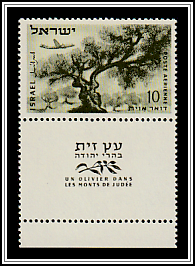 Olive Tree in the Mountains of Judea