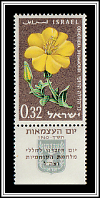Evening Primrose (Oenothera drummondii)