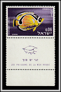 Raccoon Butterflyfish (Chaetodon lunula)