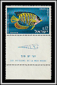 Royal Angelfish (Holacanthus imperator)