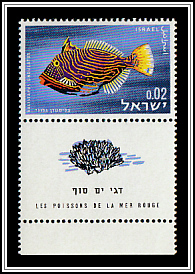 Orange-lined Triggerfish (Balistapus undulatus)