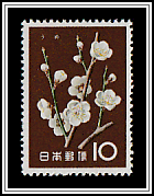 Japanese Apricot (Prunus mume)