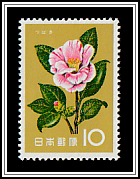 Camellia (Camellia japonica)