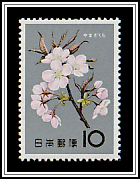 Japanese Cherry (Prunus serrulata)