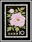 Tree Peony (Paeonia suffruticosa)