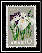 Japanese Iris (Iris ensata)