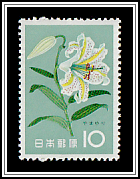 Golden-rayed Lily (Lilium auratum)