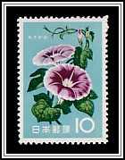 Japanese Morning Glory (Ipomoea nil)