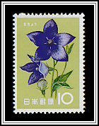 Chinese Bellflower (Platycodon grandiflorus)