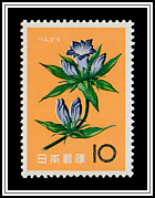 Gentian (Gentiana scabra)