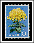 Chrysanthemum (Chrysanthemum morifolium)