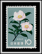 Christmas Camellia (Camellia sasanqua)