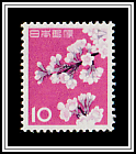 Cherry Blossoms (Prunus x yedoensis)