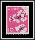 Cherry Blossoms (Prunus x yedoensis)