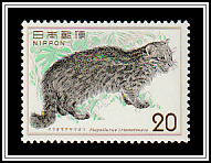 Iriomote Mountain Cat (Mayailurus iriomotensis)