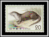 Japanese River Otter (Lutra lutra whiteleyi)