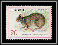 Amami Rabbit (Pentalagus furnessi) 