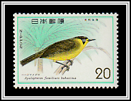Bonin White-eye (Apalopteron familiare)