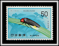 Japanese Firefly (Luciola cruciata) 