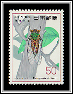Cicada (Euterpnosia chibensis) 