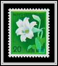 White Trumpet Lily
