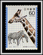 Giraffe (Giraffa camelopardalis), Zebras (Equus quagga sp.)