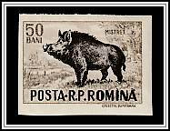 Wild Boar (Sus scrofa)