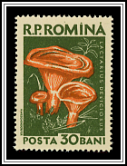 Lactarius Deliciosus