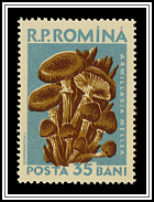 Armillaria Mellea