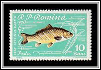 Carp (Cyprinus carpio)