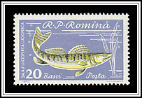Pikeperch (Lucioperca lucioperca)