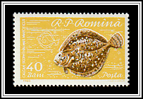 Black Sea Turbot (Scophthalmus maeoticus)