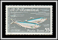 Pontic Shad (Alosa pontica)