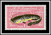 Wels (Silurus glanis)