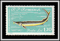 Sterlet (Acipenser ruthenus)