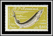 Beluga Sturgeon (Huso huso)