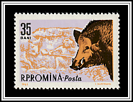 Wild Boar (Sus scrofa)