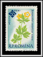 Carpathian Buttercup (Ranunculus carpathicus)