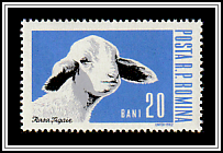Tsigai Sheep