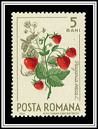 Fragaria Vesca