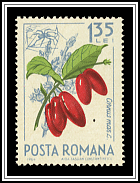 Cornus Mas