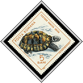 Greek Tortoise (Testudo graeca)