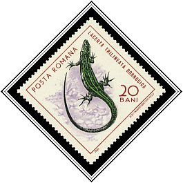 Lacerta Trilineata