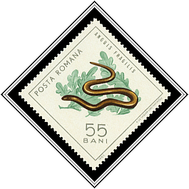 Anguis Fragilis