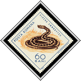 Vipera Ammodytes