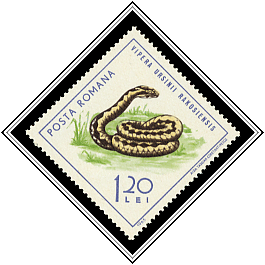 Vipera Ursinii