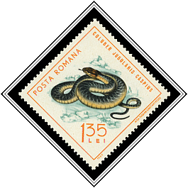 Coluber Caspius