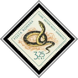 Elaphe Quatuorlineata
