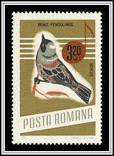 Remiz Pendulinus