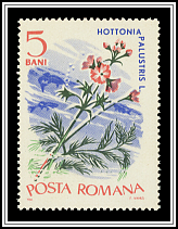 Hottonia Palustris